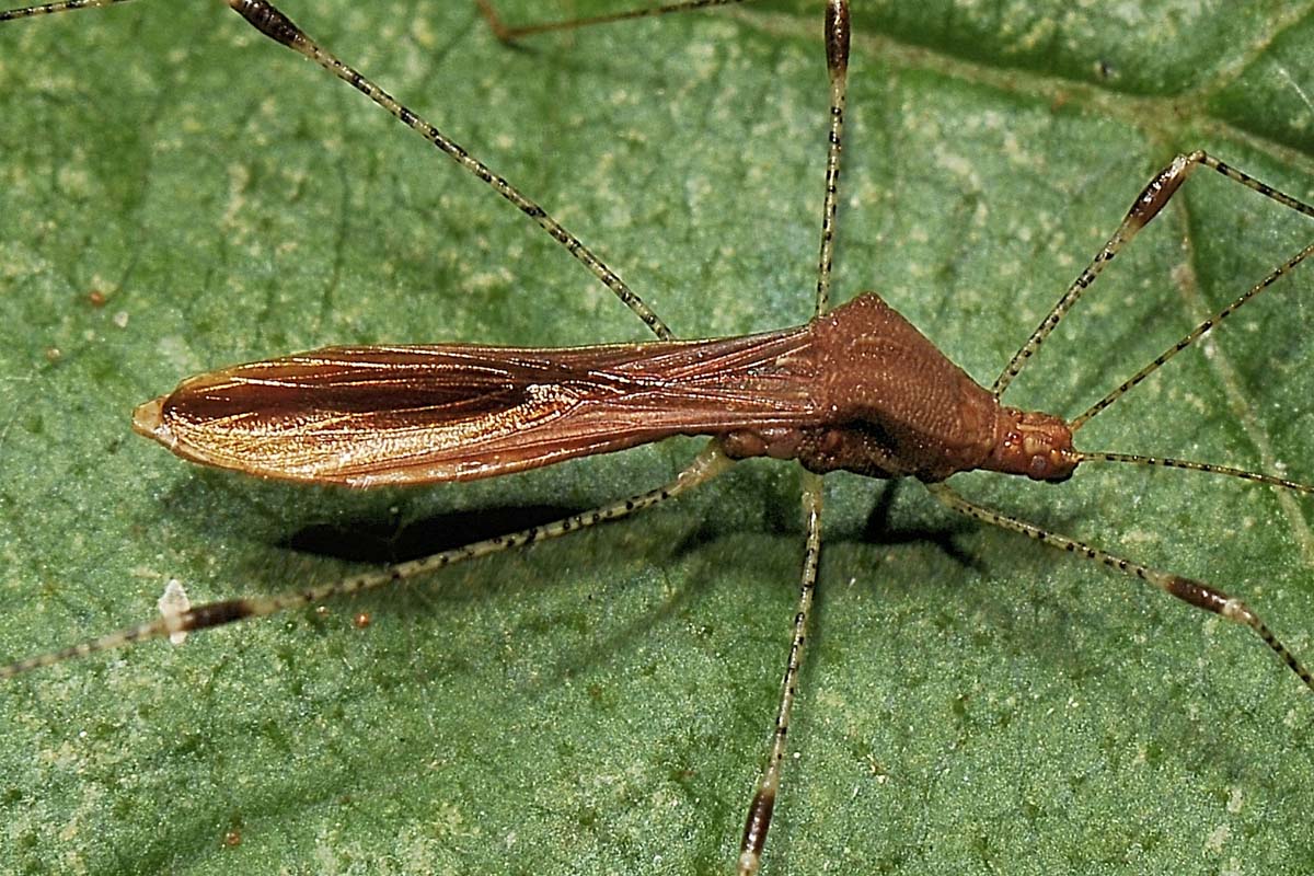 Berytidae: Metatropis rufescens ? S !